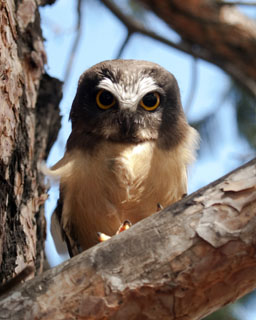 Saw-whet owl fledgling Spring Brook Ranch